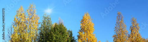 Birch trees in yellow leaves in the park, forest against the blue sky.Autumn landscape, panoramic view