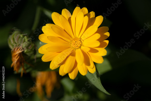 Gelbe Blume Bl  te im Garten