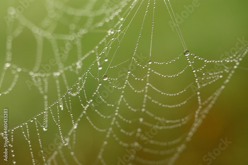Late summer. Morning dew on a spider web