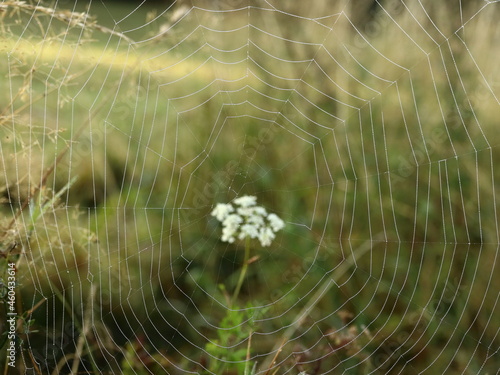 dewy spider web among a flower on the grass