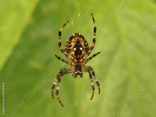  Araneus. Big spider on a cobweb