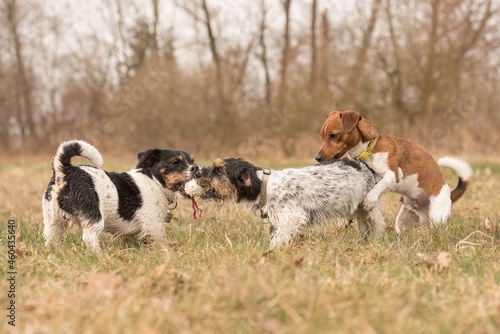 Photography A group of dogs is playing with a ball in a meadow in autumn- a pack of Jack Rus