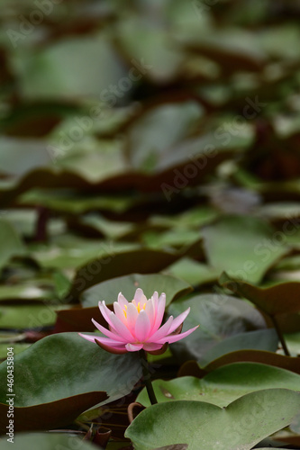 A pink water lily in a pond. 