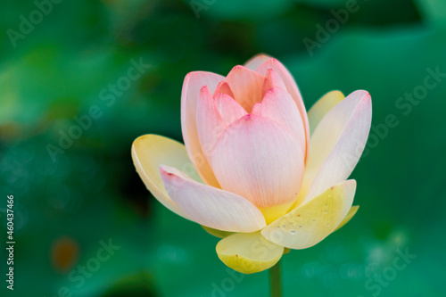 Foto 水滴の付いた開花途中の舞妃蓮