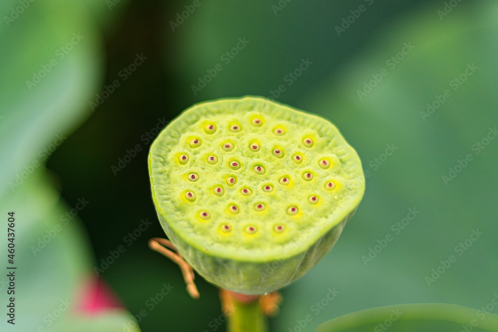 19 Best 集合体恐怖症 Images Stock Photos Vectors Adobe Stock