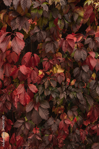 Colourful red and orange autumn fall leaves background. Seasonal outdoor autumn fall leaves texture