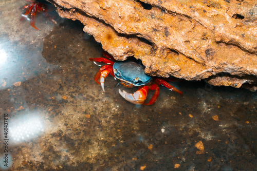 a real live rainbow crab in an aquarium in the water near a stone grotto