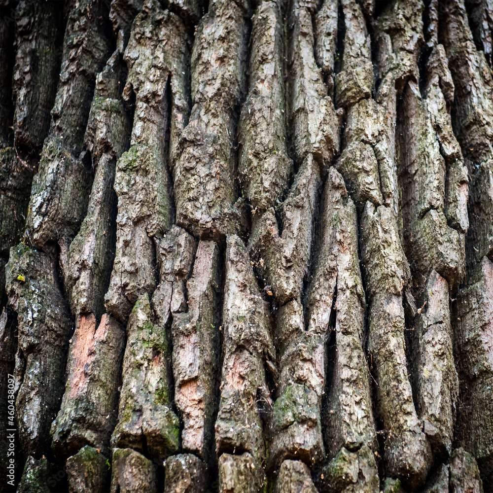 Oak bark can be used for nature background Oak bark can be used for nature background