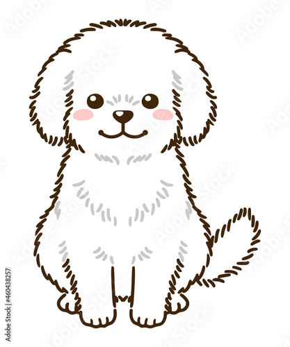 トイプードル（白）