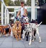 Young male dog walker working in the city; Dog walker lifestyle