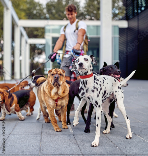 Young male dog walker working in the city; Dog walker lifestyle photo