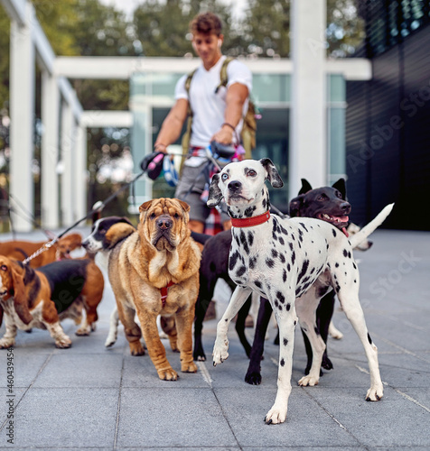 Valokuva Young male dog walker working in the city; Dog walker lifestyle