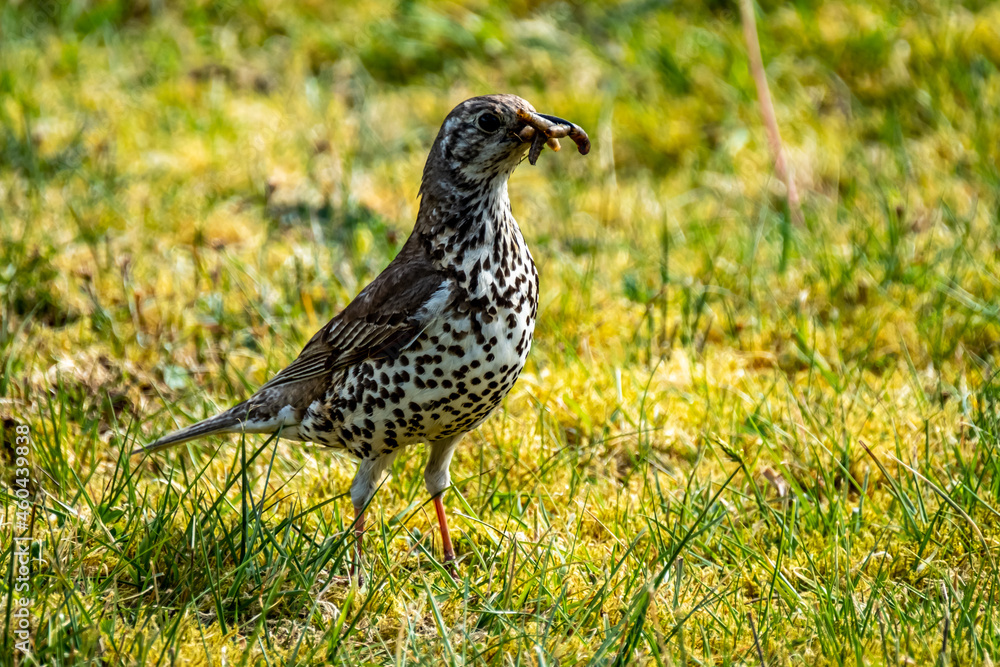 Fototapeta premium Song thrush catching leather jacket grubs from the meadow, turdus philomelos