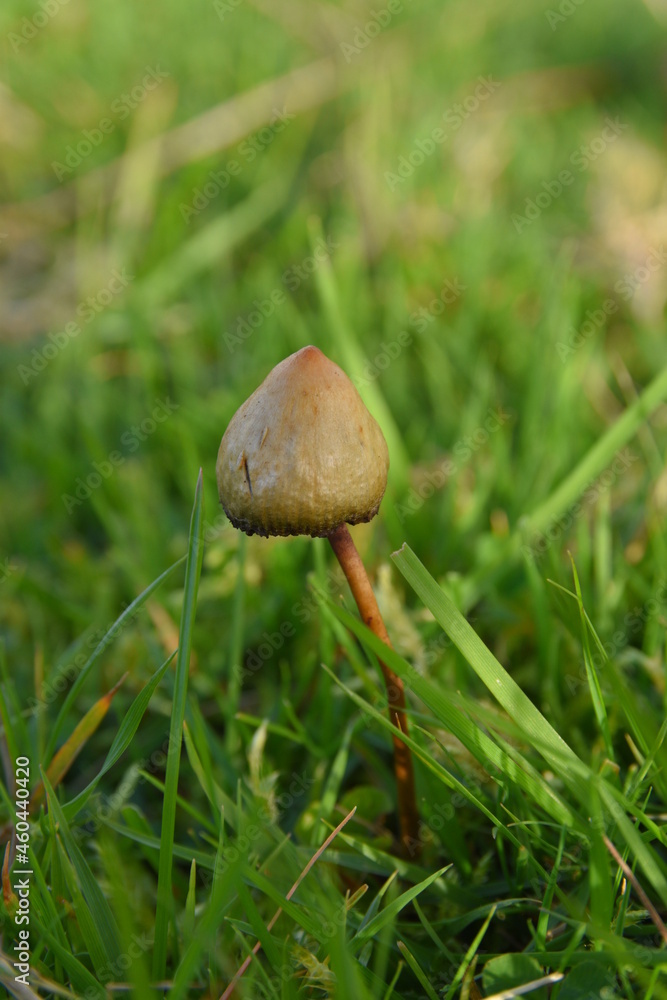 liberty caps also known as magic mushrooms growing in the wild liberty caps also known as magic mushrooms growing in the wild
