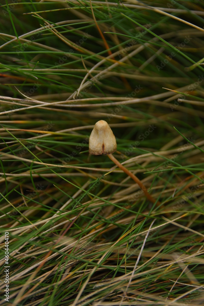 Obraz premium liberty caps also known as magic mushrooms growing in the wild