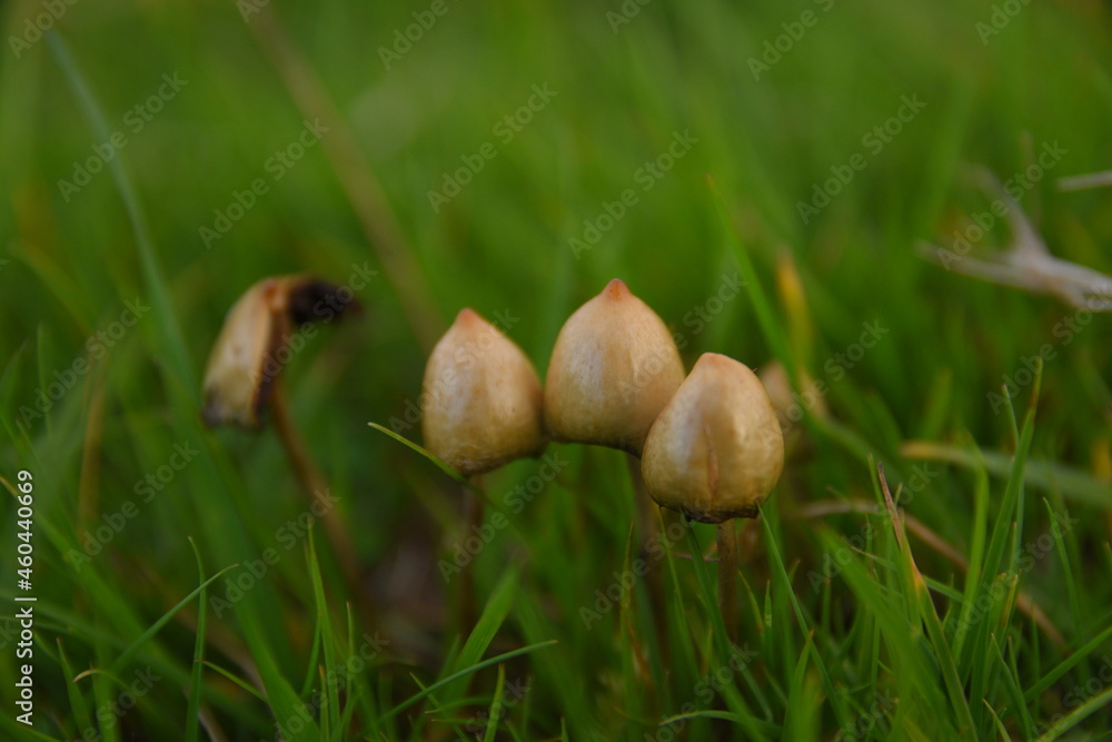 liberty caps also known as magic mushrooms growing in the wild liberty caps also known as magic mushrooms growing in the wild