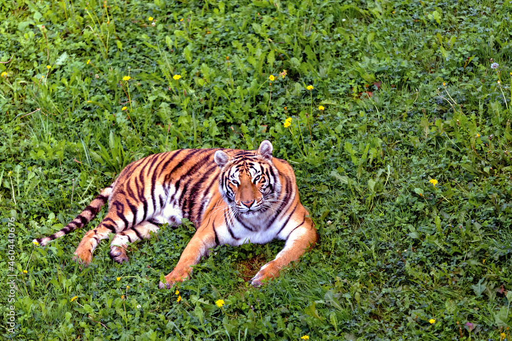 Fototapeta premium bengal tiger lying down looking straight ahead