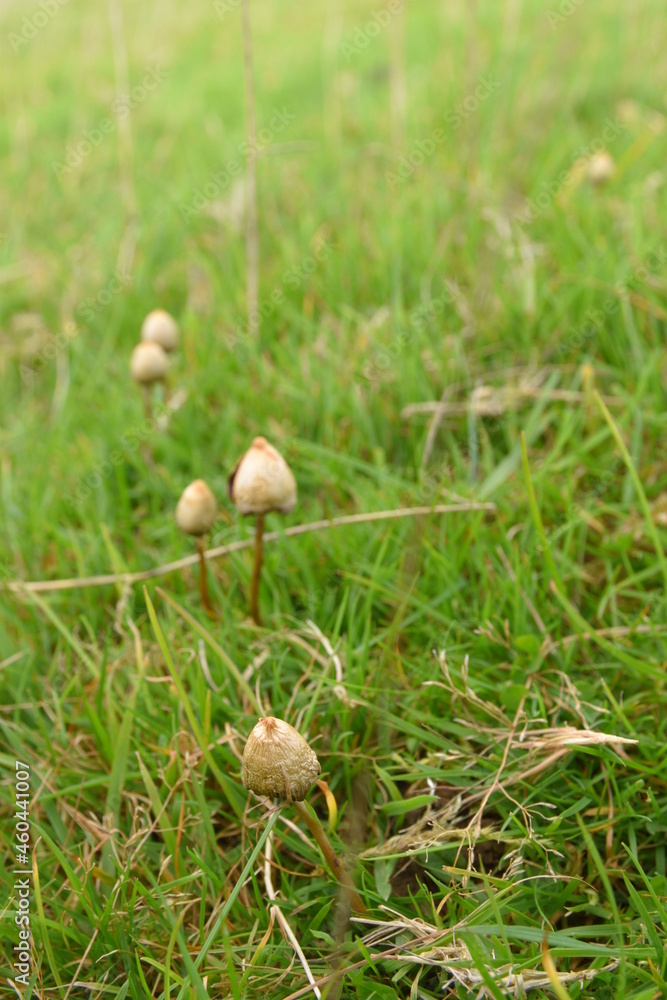 liberty caps also known as magic mushrooms growing in the wild liberty caps also known as magic mushrooms growing in the wild