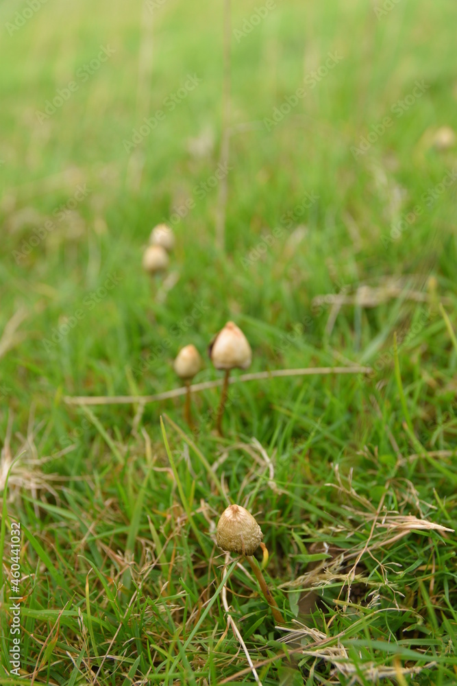 liberty caps also known as magic mushrooms growing in the wild liberty caps also known as magic mushrooms growing in the wild