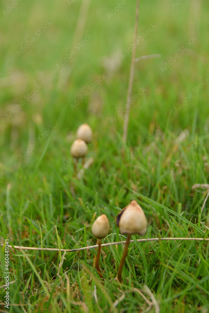 liberty caps also known as magic mushrooms growing in the wild liberty caps also known as magic mushrooms growing in the wild