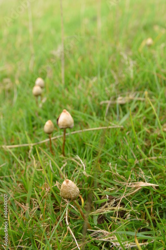 liberty caps also known as magic mushrooms growing in the wild