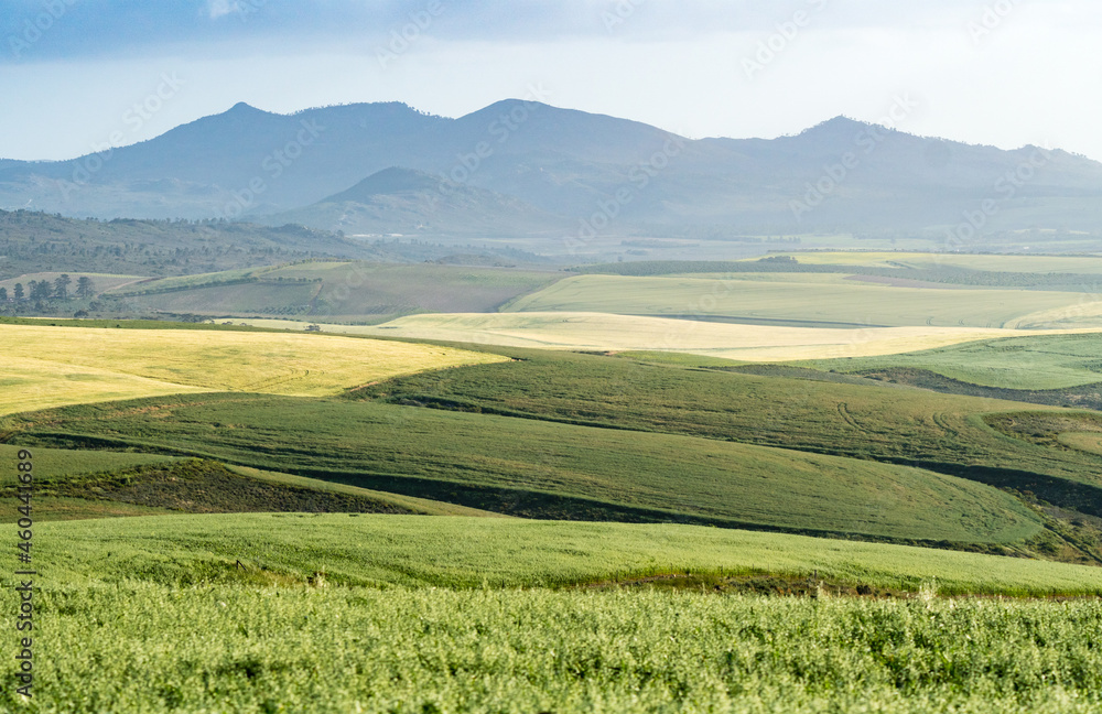 Agricultural landscape with fields and farms and a mountain in the background at Overberg, South Africa in Spring