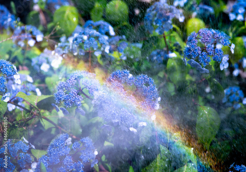 紫陽花にかかる虹