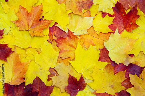Autumn background of  red and yellow maple leaves.