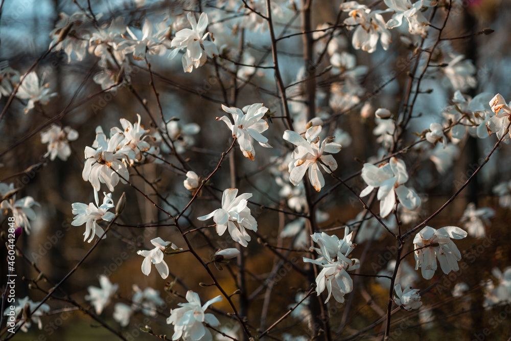 white magnolia tree blossom in spring white magnolia tree blossom in spring