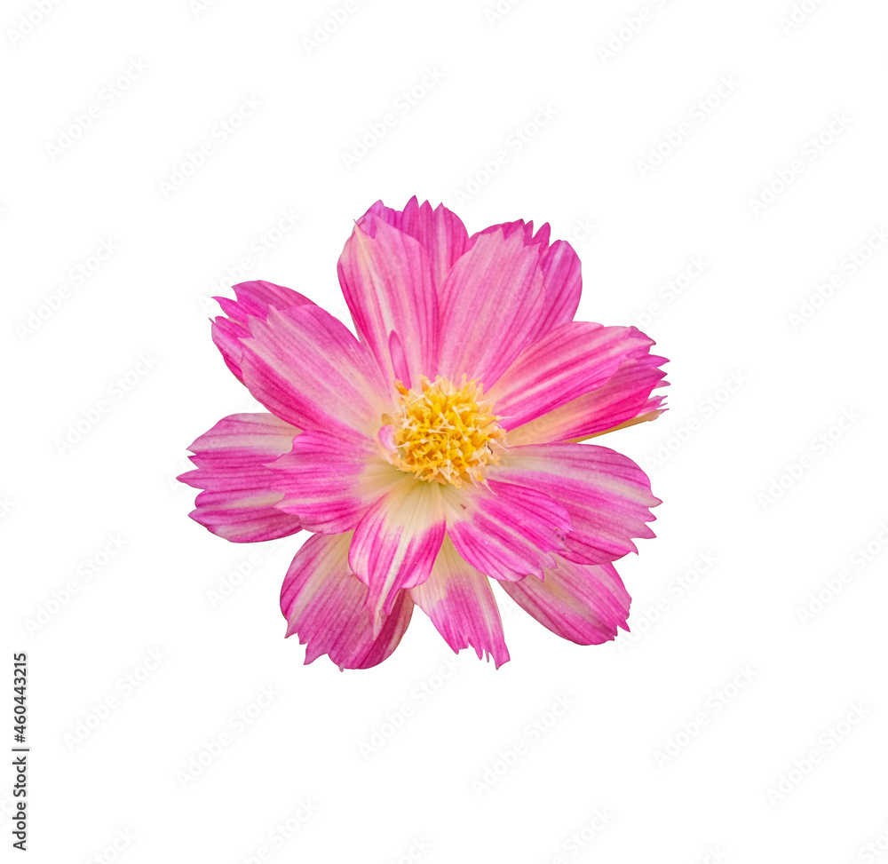 Obraz premium beautiful fresh top view pink cosmos flower blooming and yellow pollen. Isolated on white background with clipping path.