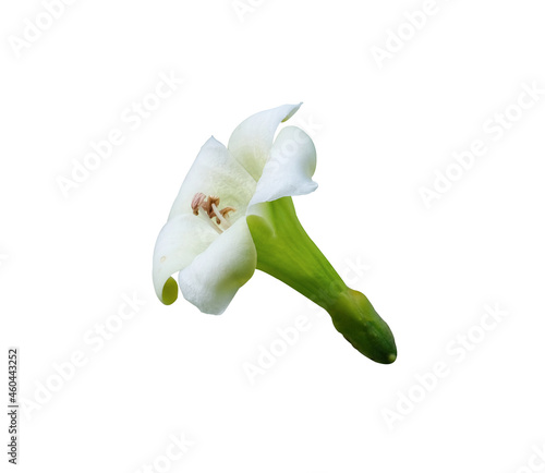 fresh perfume flower tree or trai tichlan white blooming. Isolated on white background with clipping path. photo