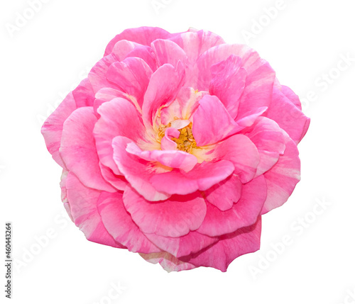 Top view beauty soft pink rose yellow pollen abstract shape . Isolated on white background with clipping path. symbol of love in valentine day. soft fragrant aroma flora.