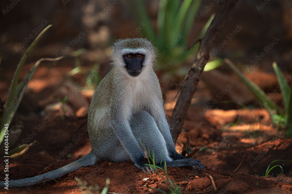Obraz premium A green monkey sits on the ground and looks straight ahead. Kenya