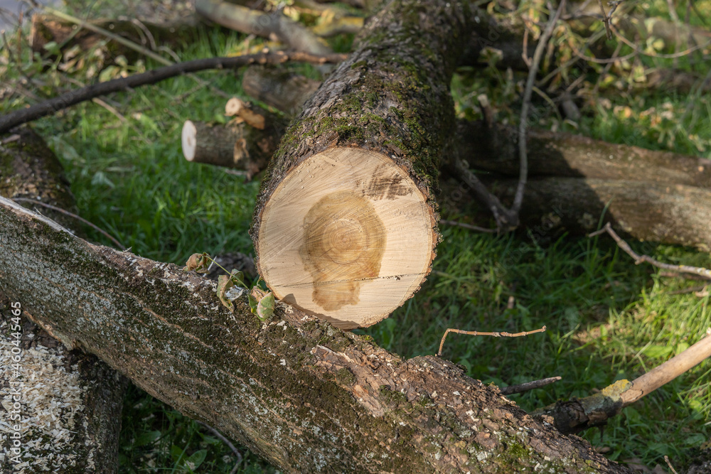 A tree cut by a chainsaw on a city park lawn. Tree trunk, logs, firewood, branches, leaves and sawdust on the grass. Elimination of the consequences of the storm A tree cut by a chainsaw on a city park lawn. Tree trunk, logs, firewood, branches, leaves and sawdust on the grass. Elimination of the consequences of the storm