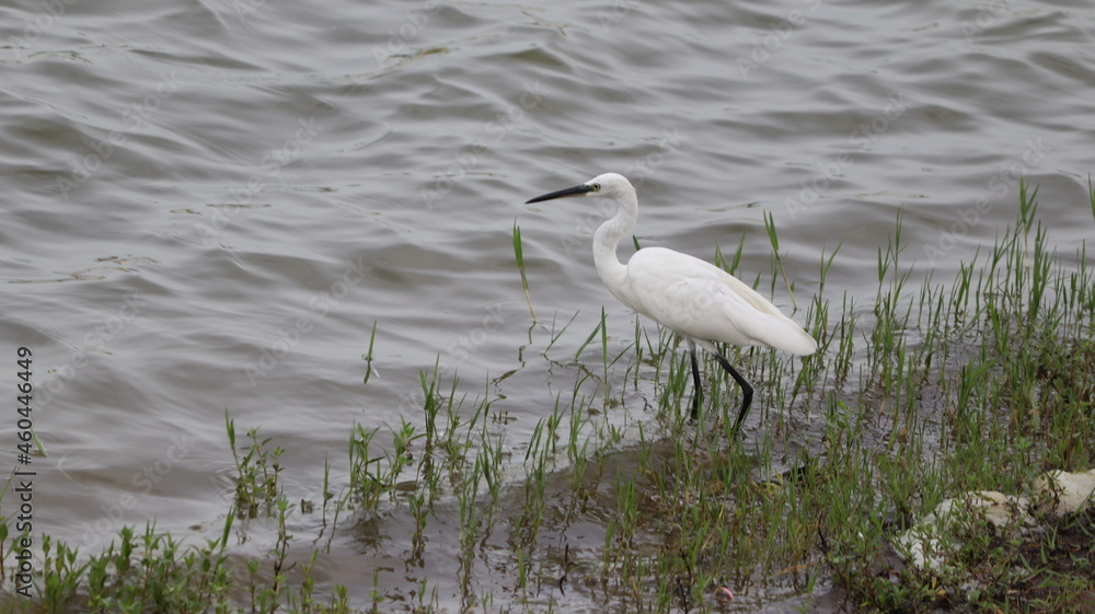 The beautiful water waves flowing in the lake in which one of the white cranes standing The beautiful water waves flowing in the lake in which one of the white cranes standing