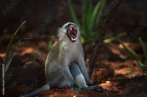 Green monkey sit on the ground and opened her mouth wide. Kenia