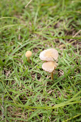 Mushrooms growing on green lawn.