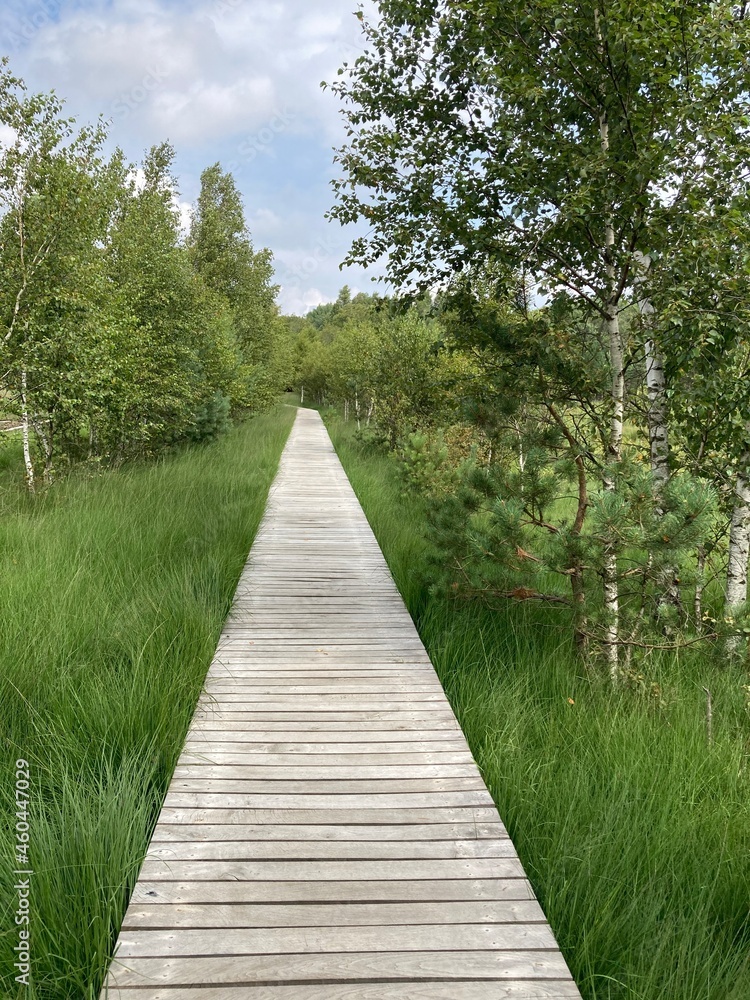 Steg im Pietzmoor in der Lüneburger Heide Steg im Pietzmoor in der Lüneburger Heide