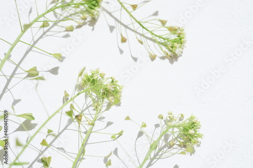 Stems of a shepherd s purse plant on a white table. Art herbal card