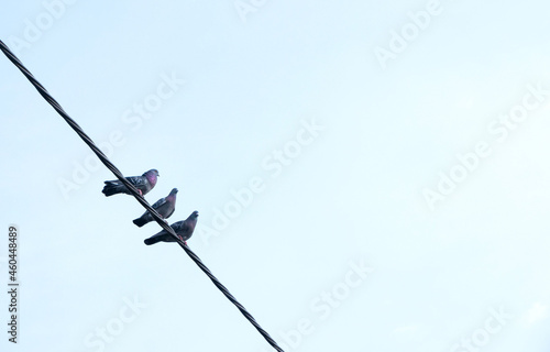 Three birds, feral pigeons sitting on the power line together, clear blue sky simple abstract background, copy space, low angle. City animals, wildlife, togetherness concept, nature. Daytime, nobody
