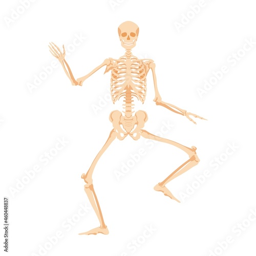 Dancing human skeleton. Dead man dances in anatomical incendiary dance bone model for studying work of vector body.