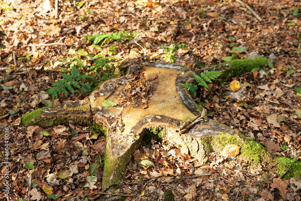 Obraz premium tree trunk in the forest