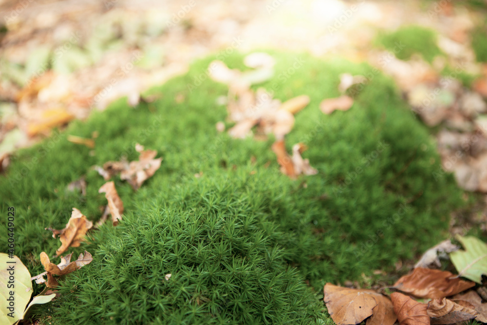 moss in the forest moss in the forest