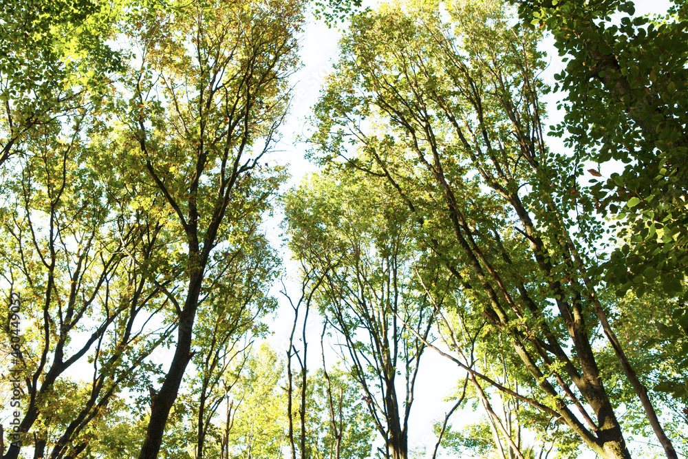 Fototapeta premium trees and sky