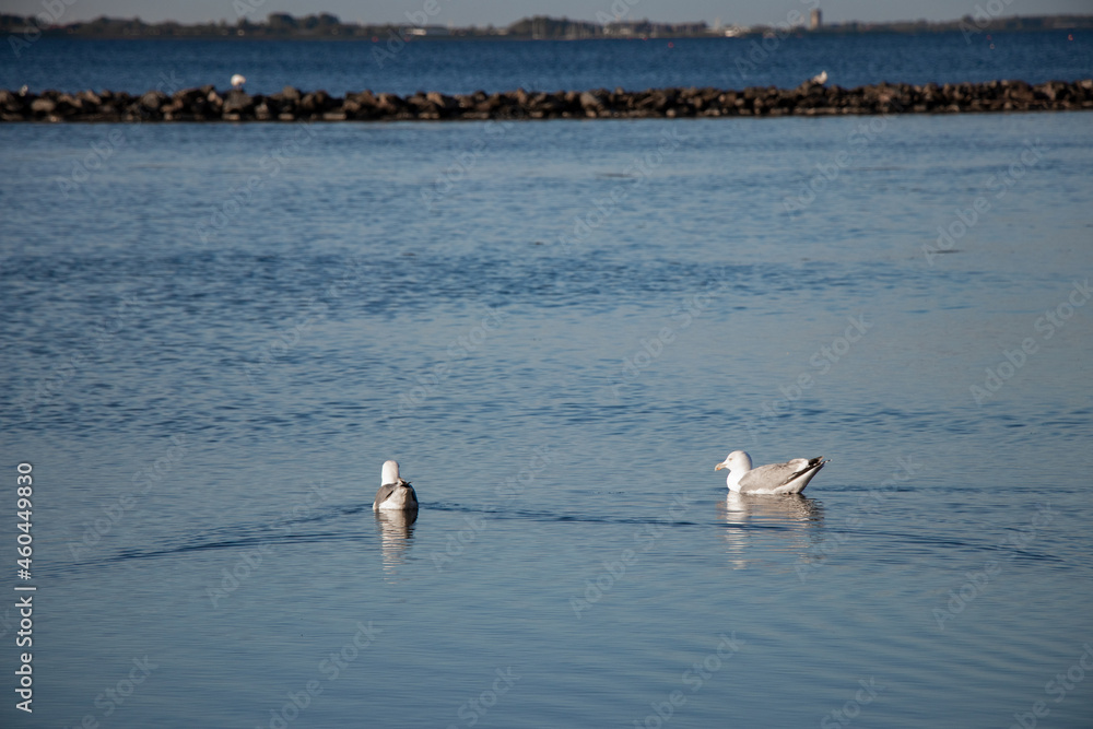 pair of seagulls in the lake