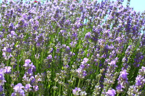 field of lavender