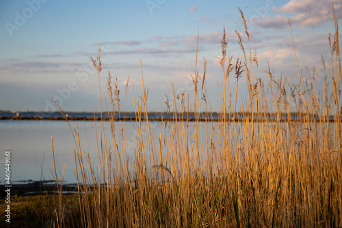 reeds at the lake