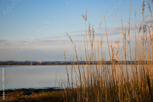 reeds on the lake