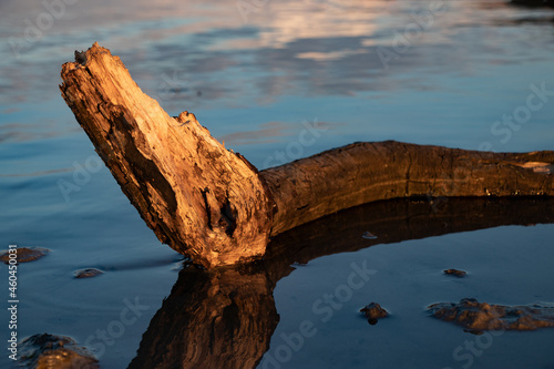 tree branch in water