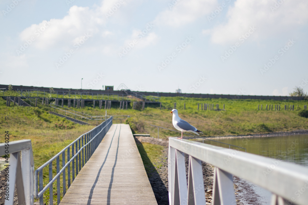 seagull on fence of pier